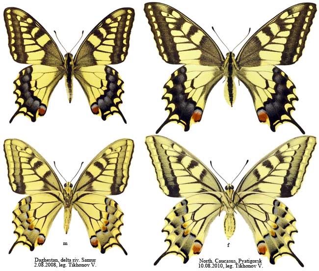 Papilio machaon L.